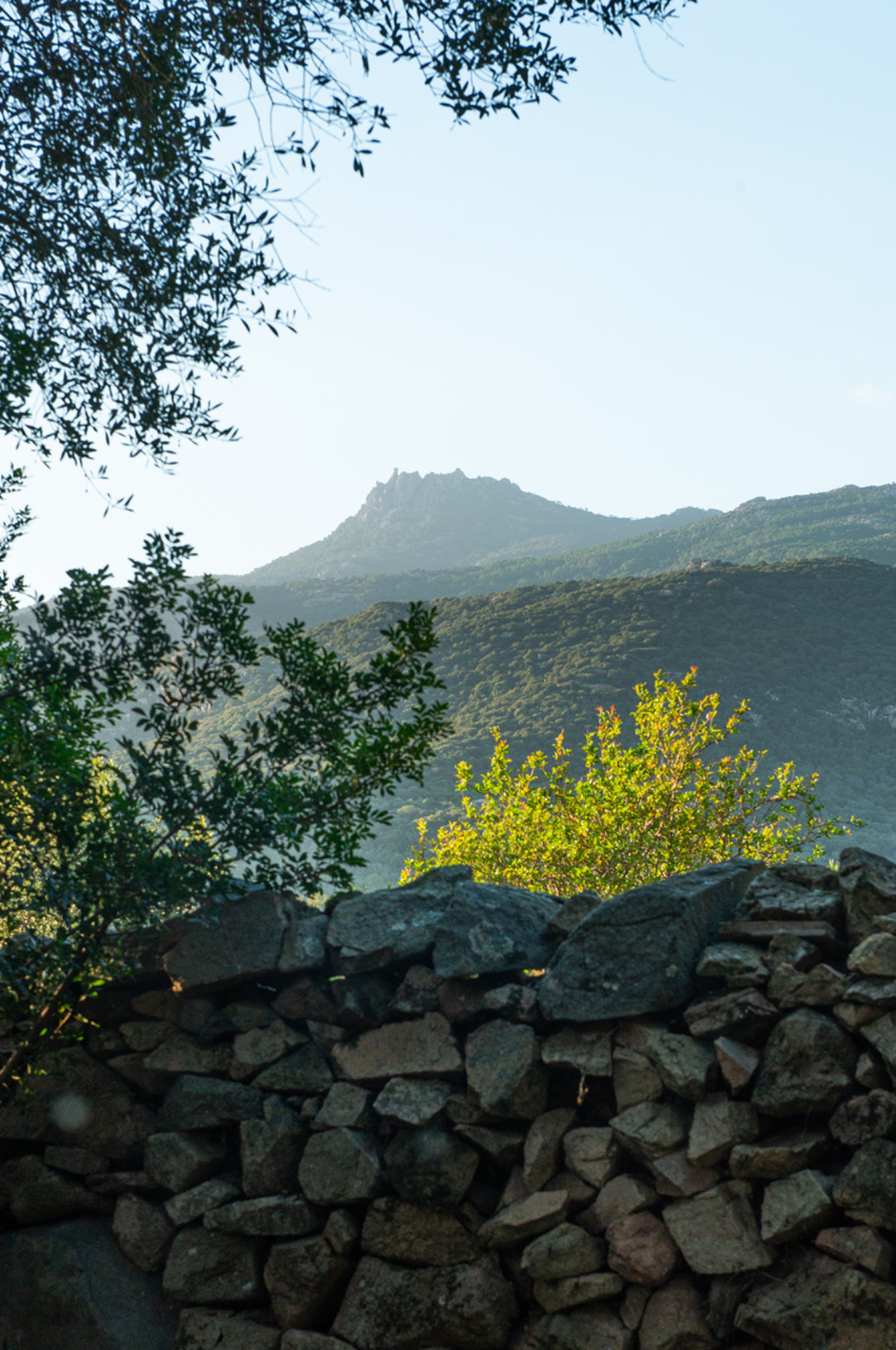 Terrajo