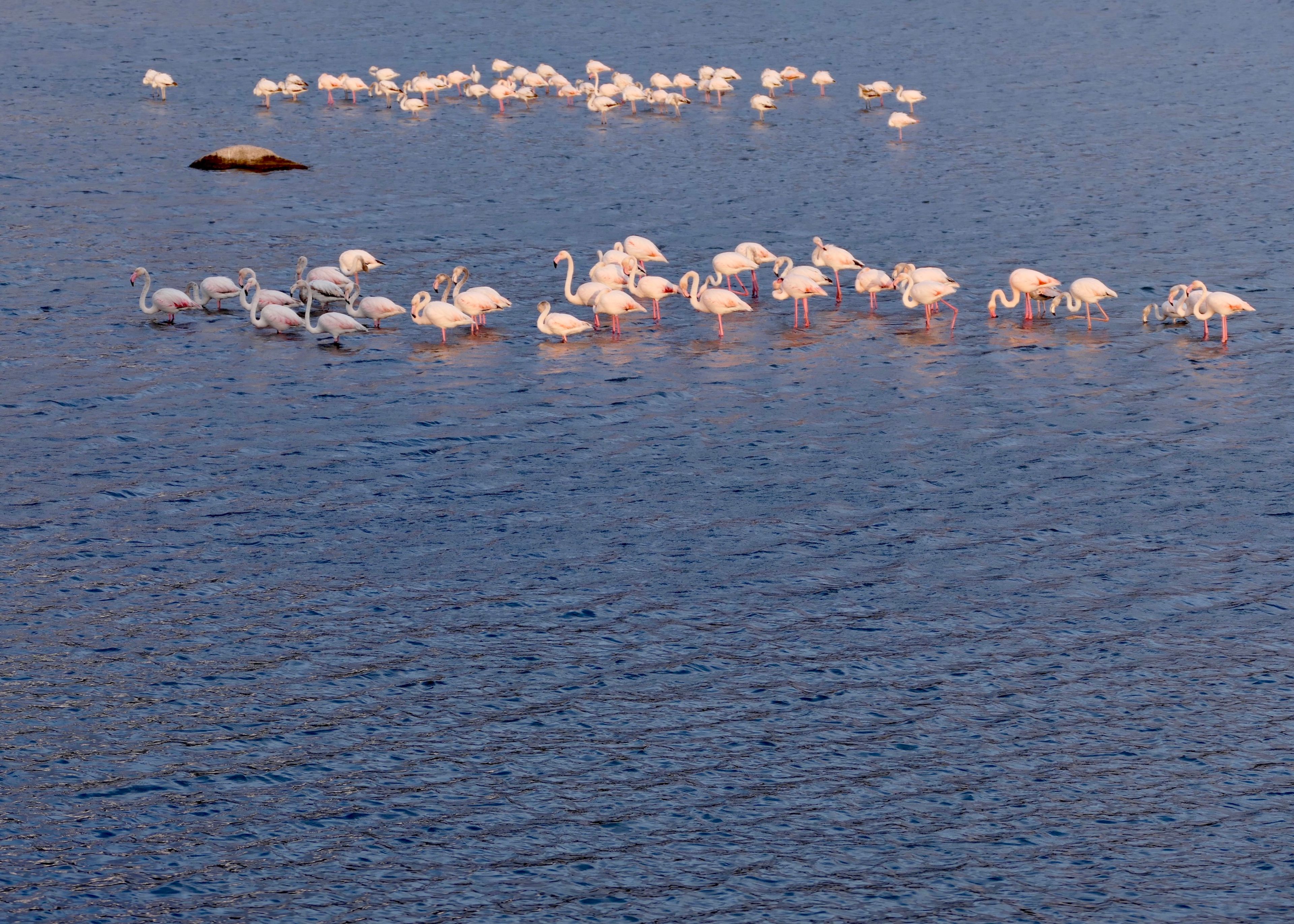 Les Salins