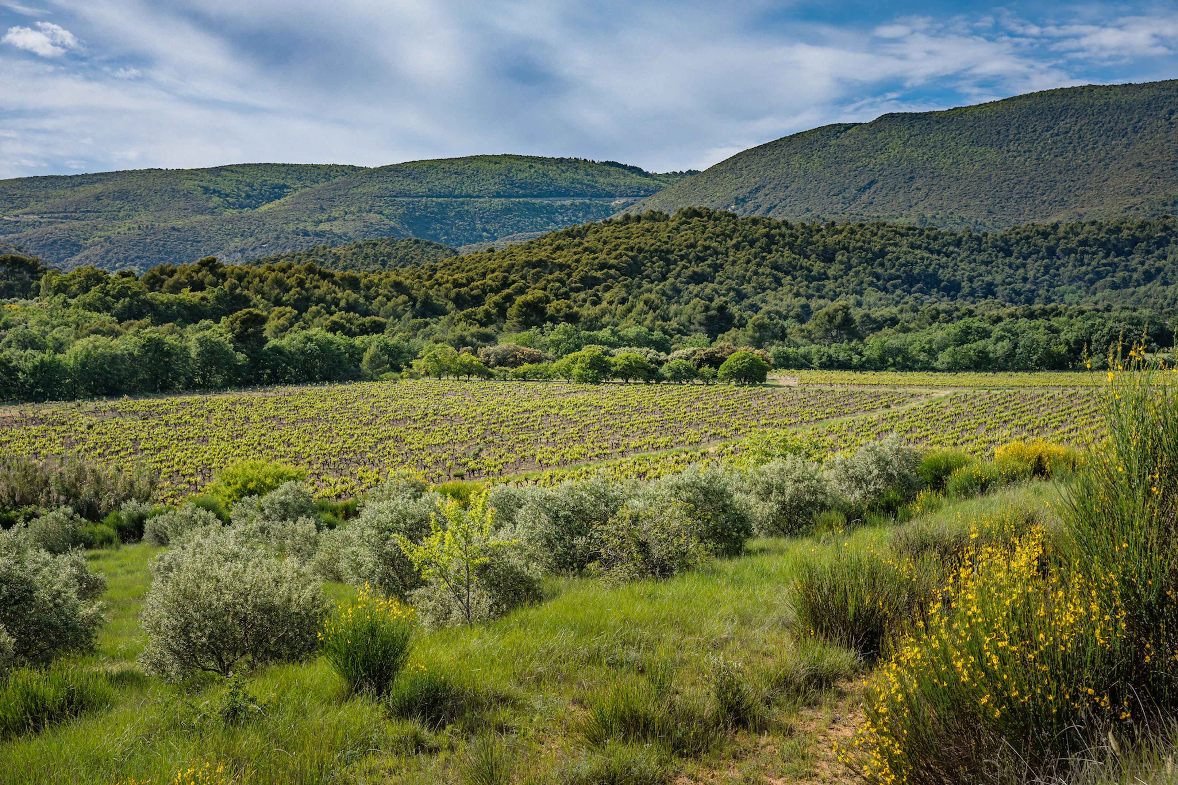 Domaine de la Colline